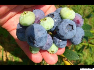 Голубика Элизабет - Elisabeth