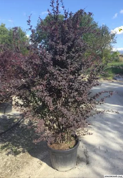 Барбарис Суперба - Superba