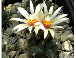 Turbinicarpus klinkerianus SB 275 (семена)