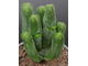 Crassula pyramidalis