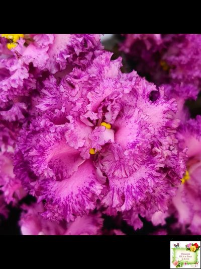 БР-Сочная Ягодка Люкс (С. и Н. Буркацкие) 2022 г.