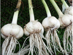 ЧЕСНОК "ДОБРЫНЯ"