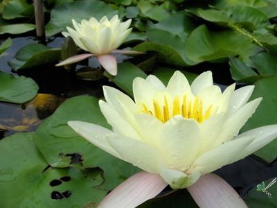 Нимфея Мурей