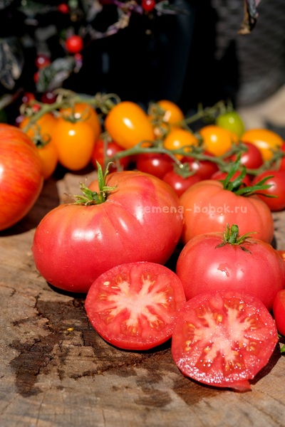 Томат Брендивайн Розовый (Brendywine Pink), 10 шт