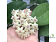 Hoya Elliptica ‘Mindanao’