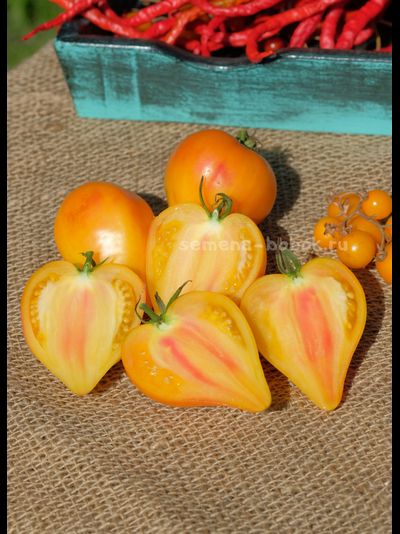 Томат Fred (Фред), 10 шт