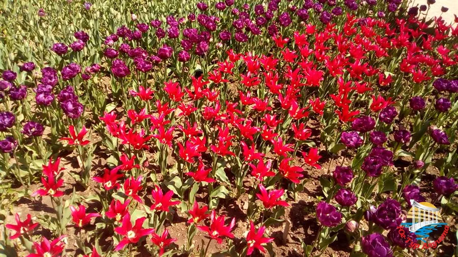 Никитский ботанический сад. Тюльпаны