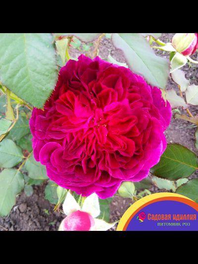 Манстед Вуд (Munstead Wood)