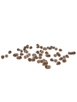 хвойные Шишки pine cones set 2