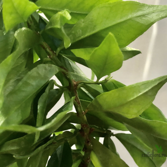 Мирт Боэтика