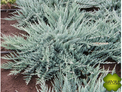 Можжевельник горизонтальный "Блю Чип" (саженец 20 см)