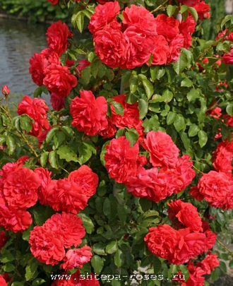 Ютерзенс Розенкёнигин