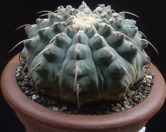 Gymnocalycium vatteri  “monospinum” (D=12-15мм)