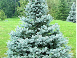 Ель колючая Blue Diamond, C3