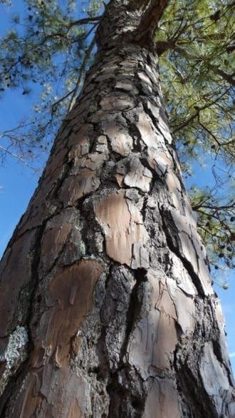 Verdol aka Pine hexanol (IFF) / Вердол