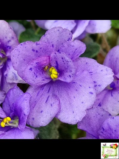 Skagit Victory Trails (W. Lindstrom)  (5659) 01/30/1984 трейлер