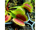 Dionaea muscipula Dent stress