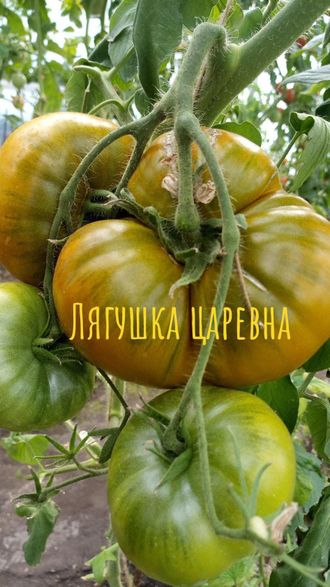 Семена томаты Лягушка-царевна 10 шт.