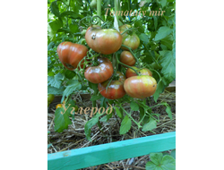 Томат Углерод (Carbon)