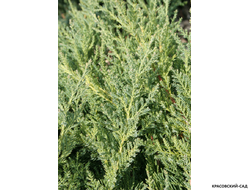 Можжевельник пфитцериана Компакта