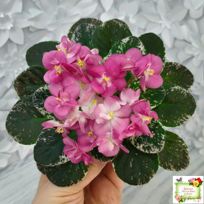 ML-Мама Ирочка (Miniviolets Lux) 2023 г.