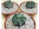 Astrophytum ornatum