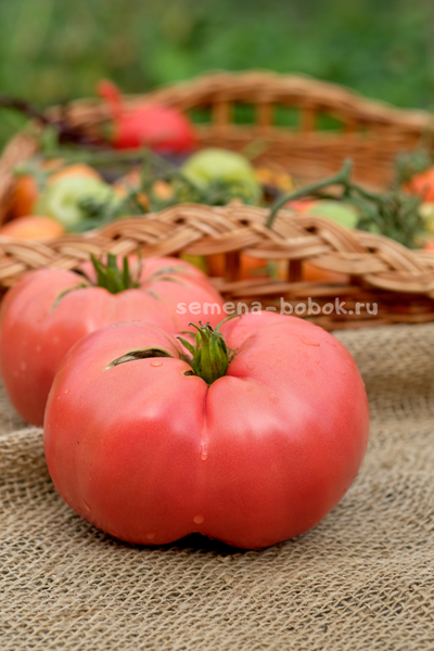 Томат Минусинский Крупный, 10 шт