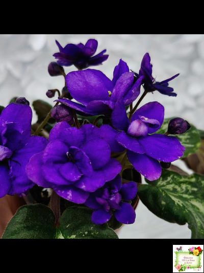 Sterling Trinket (E. Champion) (лист посажен 30.01.26)