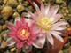 Gymnocalycium bruchii v.niveum VG-536 (D=15мм)