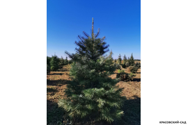 Пихта одноцветная - Фото 2 - Красовский-сад.рф