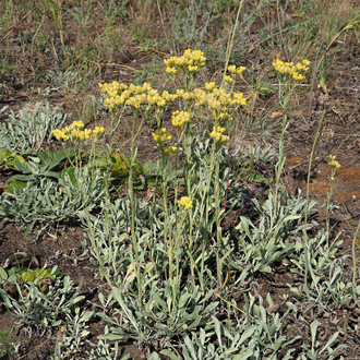 Гидролат Бессмертник (Helichrysum arenarium) Россия, цветы, 100 мл