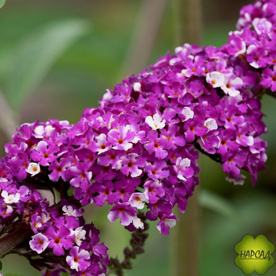 БУДДЛЕЯ ДАВИДА "БЕРРИС ЭНД КРИМ" (ЛЮБИМИЦА БАБОЧЕК И НАСТОЯЩИХ ЭСТЕТОВ)