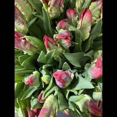 Тюльпаны  51 шт