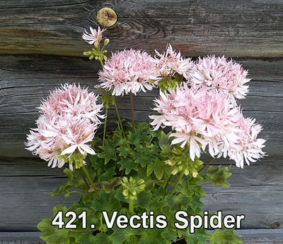 Пеларгония Vectis Spider