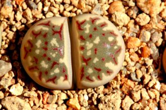 Lithops dorotheae F357 (MG1570.9) - 10 семян