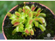 Dionaea muscipula Miniature Flower Giant