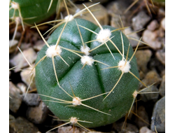 Gymnocalycium horstii v. megalanthum GF 105 (D=10-15 mm)