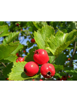 Боярышник полумягкий, С3, 40-60