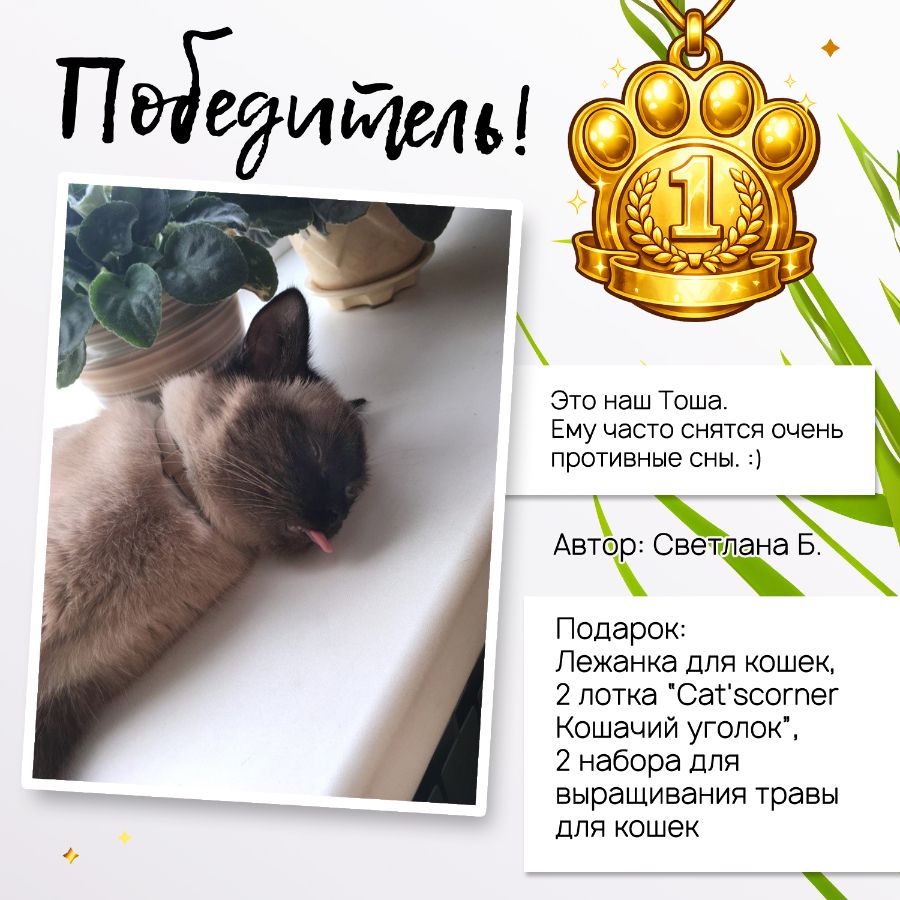 Победитель конкурса "Cat'scorner Кошачий уголок" на самое смешное фото котика