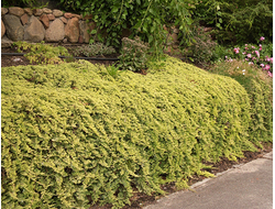 Можжевельник горизонтальный Golden Carpet, C2