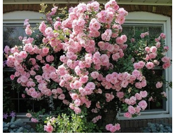 Клэр Матэн (Clair Matin) пл