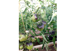 Черная магия, фото от 5 июля