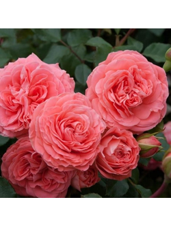 Шакенборг (Schackenborg)