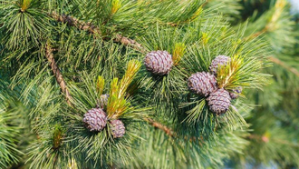 Кедр сибирский (Pinus sibirica), лапки (5 мл) - 100% натуральное эфирное масло