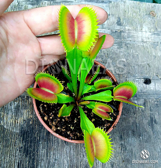 Dionaea muscipula "G-16"