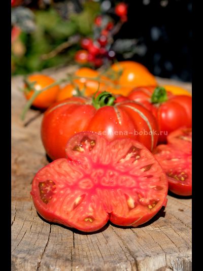 Томат Ярсон 22 (Jarson 22), 10 шт