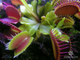 Dionaea muscipula Red Line