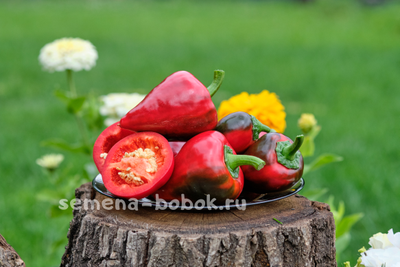 Перец  сладкий Леся, 10 шт