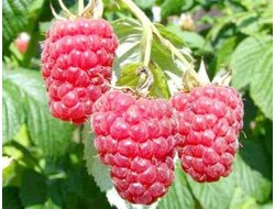 Малина  Гордость России