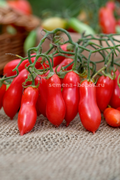 Томат Pelino 2014 (Пелино 2014), 7 шт